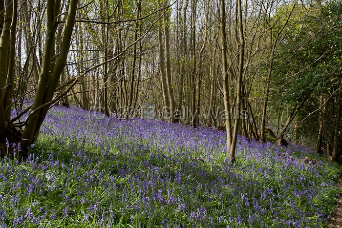 bluebell bank.jpg